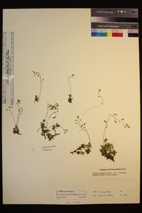 Draba cruciata image